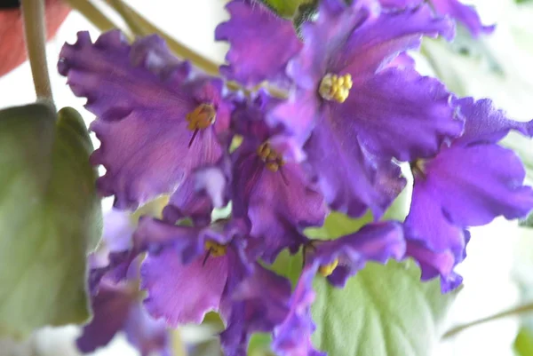 Beautiful Unusual Home Flowers White Windowsill Purple Inflorescences Wing Flowers — Stock Photo, Image