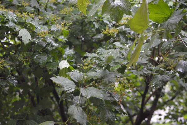 Tiges Vertes Branches Feuilles Viorne Sous Pluie Avec Éclairage Public — Photo