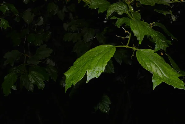 Dark green stems, branches and leaves of viburnum in the dark on a black background, darkness.