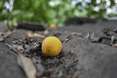 Gri asfalt, üzerinde taze kayısı ağacından düşen bir yarık ile bir yol.
