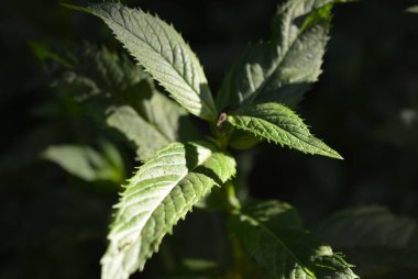 Güzel yeşil nane güzel bir yaprak yapısı ve siyah bir arka plan ve açık havada güç yapraklı üzerinde desen ile güneşte yaprakları.