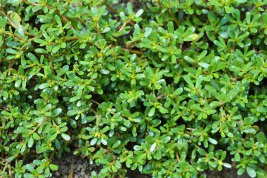 Yeşil Ukrayna bitkiler yerde dokuma, çim.