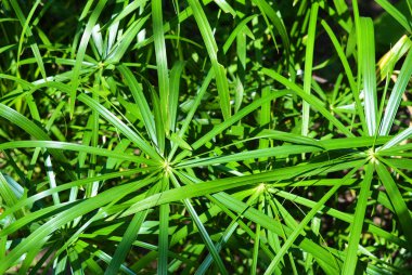 Doğrusal yaprakların bir ağ tarafından geçti ev cyperus çiçek parlak doymuş yeşil yaprakları. İnce yeşil yaprakları ile saz ailesinin çok yıllık otsu bitki, cyperus microcristatus, cyperus alternifolius, cyperaceae.