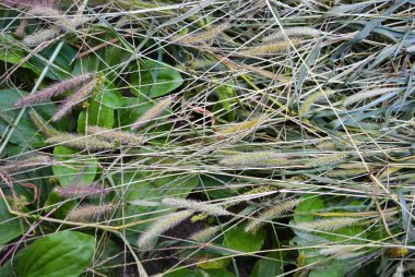 Yeşil kurutulmuş kuru yeşil çim, setaria, tilki kuyruğu veya kıl otlar. Tohumlar ve uzun yapraklar ve otlar ve otlar bir kök alışılmadık bir kaotik arka plan.