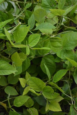 Mung fasulye tohumu parlak ve sulu yeşil yaprakları, yeşil gram, maash, moong.