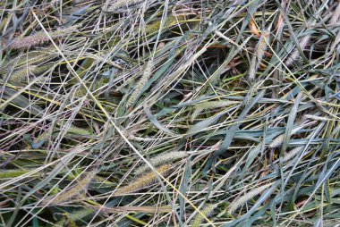 Yeşil kurutulmuş kuru yeşil çim, setaria, tilki kuyruğu veya kıl otlar. Tohumlar ve uzun yapraklar ve otlar ve otlar bir kök alışılmadık bir kaotik arka plan.