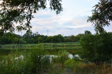 Güzel doğal doğa, yaprak döken orman, ağaçlar, farklı bitkiler, yabani otlar ve akşamları yabani otlar ile orman kuşağı.