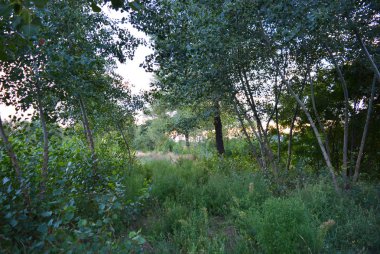 Güzel doğal doğa, yaprak döken orman, ağaçlar, farklı bitkiler, yabani otlar ve akşamları yabani otlar ile orman kuşağı.