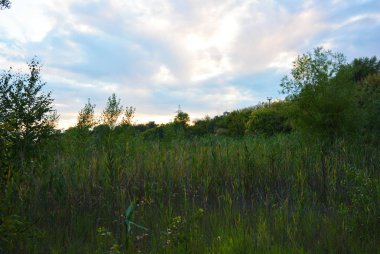 Güzel doğal doğa, yaprak döken orman, ağaçlar, farklı bitkiler, yabani otlar ve akşamları yabani otlar ile orman kuşağı.