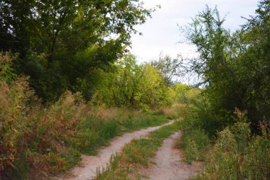 Güzel doğal doğa, yaprak döken orman, ağaçlar, farklı bitkiler, yabani otlar ve akşamları yabani otlar ile orman kuşağı.