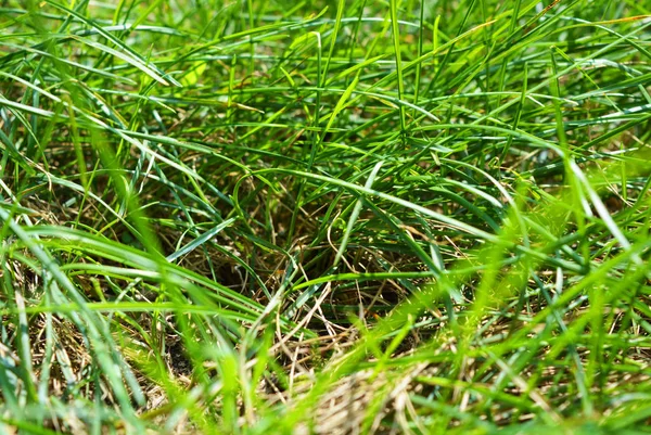 Dünne Lange Grüne Saftige Gras Grüner Hintergrund — Stockfoto