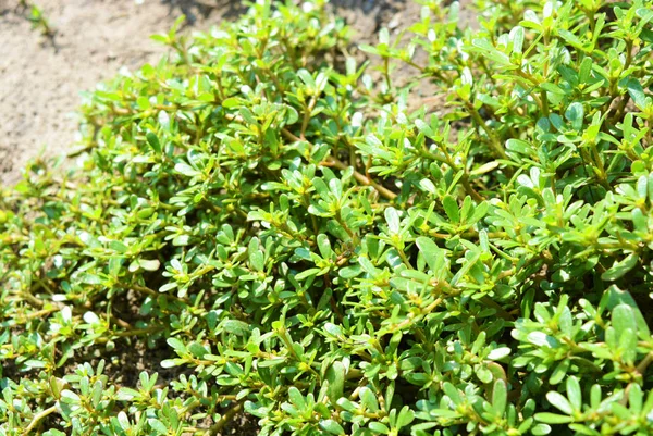 Groene Oekraïense Planten Weven Grond Gras — Stockfoto