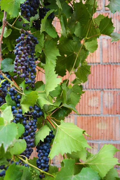 Técnica Negro Azul Oscuro Racimo Uvas Una Vid Marrón Con — Foto de Stock