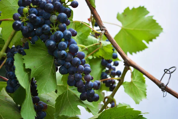 Technical Black Dark Blue Bunch Grapes Brown Vine Large Green — Stock Photo, Image