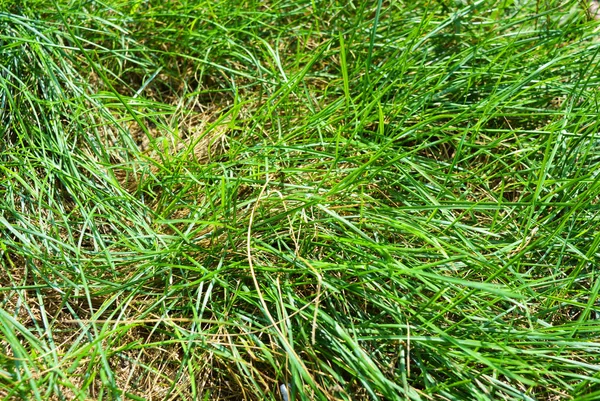 Tenká Dlouhá Zelená Šťavnatá Tráva Zelené Pozadí — Stock fotografie