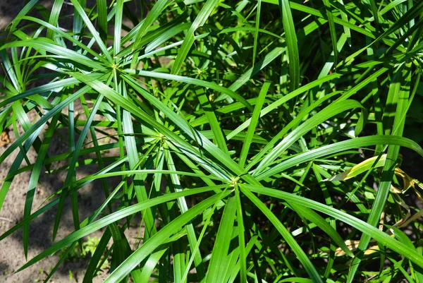 明亮的饱和绿叶的家圆花 交叉的线性叶子网络 青叶草微刺 青细胞变丝 青素类植物的多年生草本植物 — 图库照片