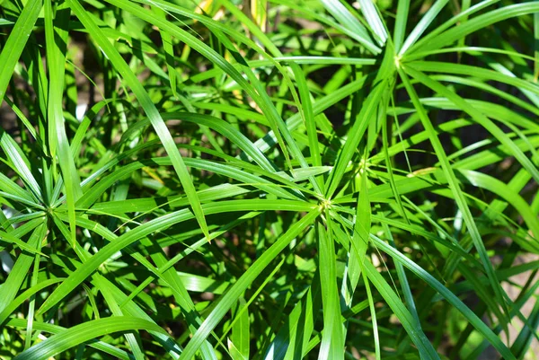 Bright saturated green leaves of the home cyperus flower, crossed by a network of linear leaves. Perennial herbaceous plant of the sedge family with thin green leaves, cyperus microcristatus, cyperus alternifolius, cyperaceae.