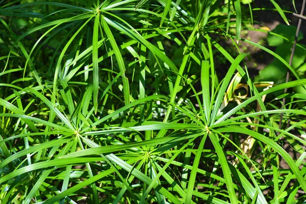 Feuilles Vertes Saturées Lumineuses Fleur Cypérus Domestique Traversées Par Réseau — Photo