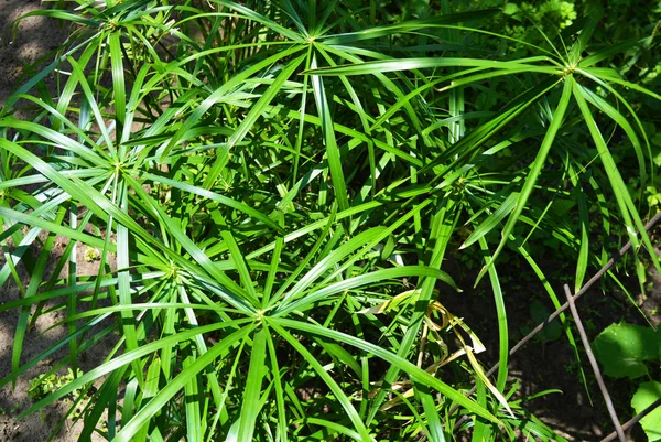 Bright saturated green leaves of the home cyperus flower, crossed by a network of linear leaves. Perennial herbaceous plant of the sedge family with thin green leaves, cyperus microcristatus, cyperus alternifolius, cyperaceae.