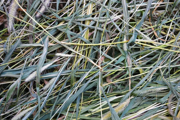 Green Dried Dry Green Grass Setaria Foxtail Bristle Grasses Unusual — Stock Photo, Image