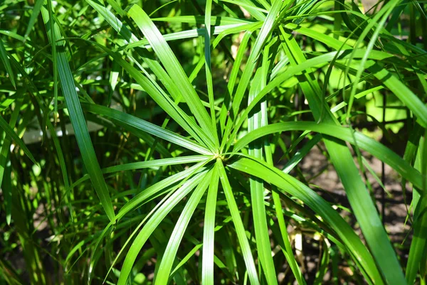 Bright saturated green leaves of the home cyperus flower, crossed by a network of linear leaves. Perennial herbaceous plant of the sedge family with thin green leaves, cyperus microcristatus, cyperus alternifolius, cyperaceae.