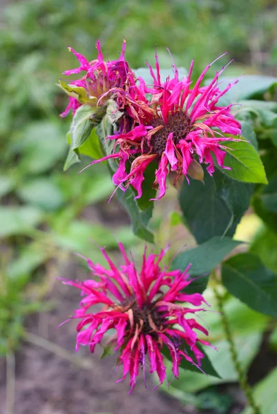 Bright Purple Flowers Fuchsia Chervona Root Background Green Leaves Monarda — Stock Photo, Image