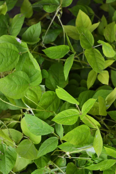 Φωτεινά Και Ζουμερά Πράσινα Φύλλα Του Μανγκ Σπόρους Φασολιών Πράσινο — Φωτογραφία Αρχείου