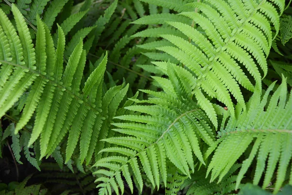 Bright Colorful Green Long Fern Leaves Original Structure Flowers Vascular — Stock Photo, Image