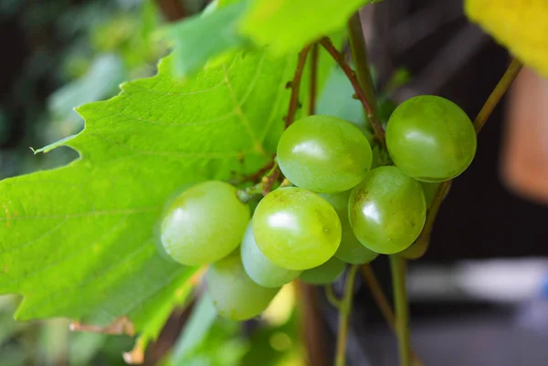 Green Bunch Green Grapes Large Berries Hanging Crown Healthy Food — Stock Photo, Image