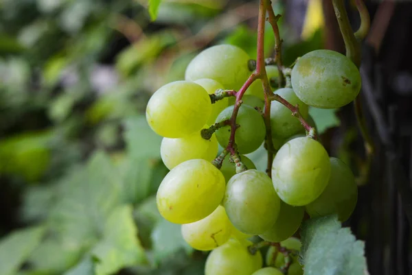 Ramo Verde Uvas Verdes Con Grandes Bayas Colgando Una Corona — Foto de Stock