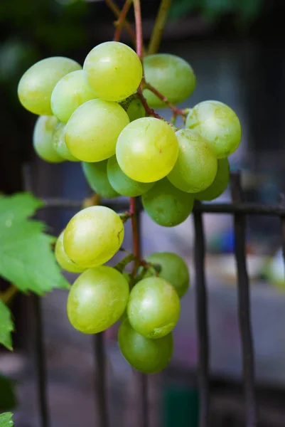 Hijau Sekelompok Anggur Hijau Dengan Buah Buahan Besar Tergantung Mahkota — Stok Foto