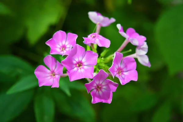明るくジューシーな花 緑の葉の背景に白い縁取りと明るい紫色のフロックス — ストック写真