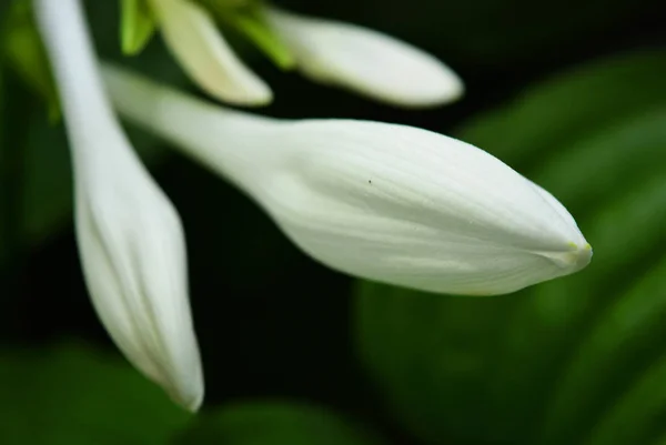 Piękne Eleganckie Białe Kwiaty Hosta Dużymi Egzotycznymi Liśćmi Kwiatostanów Zielona — Zdjęcie stockowe