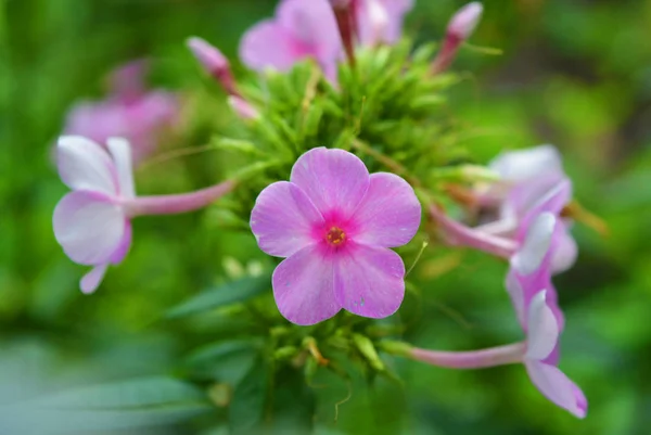 Flores Brilhantes Suculentas Flox Roxo Brilhante Fundo Folhoso Verde — Fotografia de Stock