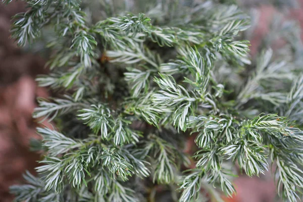 Beautiful Non Standard Green Background Scaly Juniper Blue Star — Stock Photo, Image