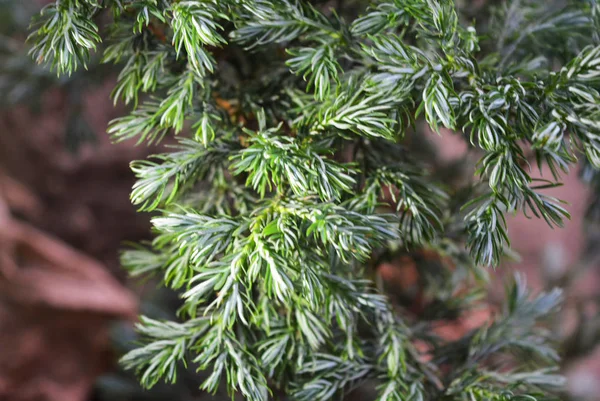 Bello Sfondo Verde Non Standard Ginepro Squamoso Blue Star — Foto Stock