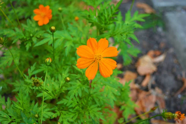 Fleurs Orange Belles Originales Tchernobrivs Ukrainien Tagetes Tageteae Avec Des — Photo