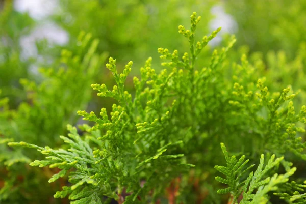 Piccole Piantine Thuja Western Aurea Nana Insolita Delicata Sfondo Verde — Foto Stock