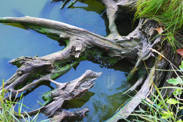 Samara River Bank Gray Tree Roots Green Bushes Grass Reflection — Stock Photo, Image