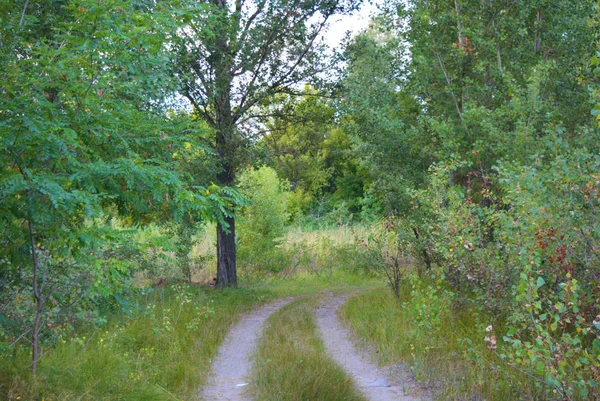 Prachtige Natuur Bladverliedige Bos Bos Gordel Met Bomen Verschillende Planten — Stockfoto