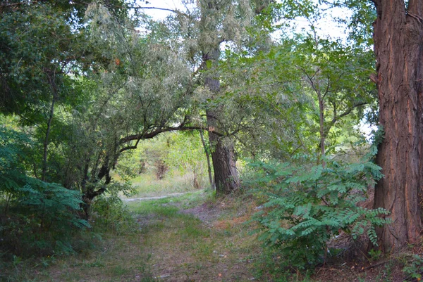 Prachtige Natuur Bladverliedige Bos Bos Gordel Met Bomen Verschillende Planten — Stockfoto