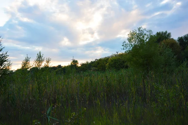 Prachtige Natuur Bladverliedige Bos Bos Gordel Met Bomen Verschillende Planten — Stockfoto