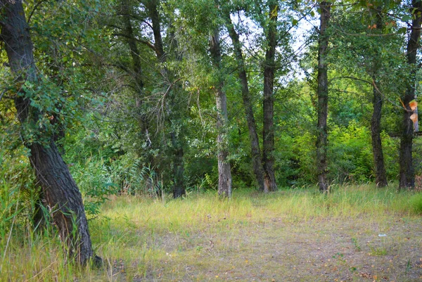 Belle Nature Naturelle Forêt Feuillus Ceinture Forestière Avec Arbres Différentes — Photo