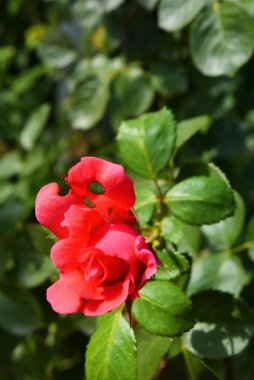 Pembe bir gül parlak tomurcuk bir delikli taç yaprağı ile, bir ev bahçesinde doğadan delikleri ile bir taç yaprağı, Dnipro, Ukrayna şehir.