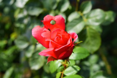 Pembe bir gül parlak tomurcuk bir delikli taç yaprağı ile, bir ev bahçesinde doğadan delikleri ile bir taç yaprağı, Dnipro, Ukrayna şehir.