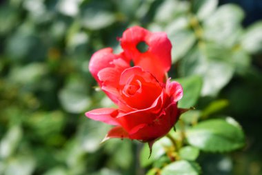 Pembe bir gül parlak tomurcuk bir delikli taç yaprağı ile, bir ev bahçesinde doğadan delikleri ile bir taç yaprağı, Dnipro, Ukrayna şehir.