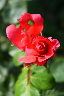 Pembe bir gül parlak tomurcuk bir delikli taç yaprağı ile, bir ev bahçesinde doğadan delikleri ile bir taç yaprağı, Dnipro, Ukrayna şehir.