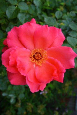 Pembe güller ve büyük yaprakları parlak çözülmüş tomurcuk, yeşillik ve bitkilerin bir arka plan karşı renk çok parlak.