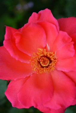 Pembe güller ve büyük yaprakları parlak çözülmüş tomurcuk, yeşillik ve bitkilerin bir arka plan karşı renk çok parlak.