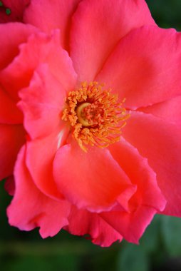 Pembe güller ve büyük yaprakları parlak çözülmüş tomurcuk, yeşillik ve bitkilerin bir arka plan karşı renk çok parlak.